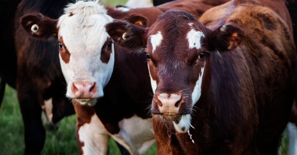 Livestock Handling Safety Awareness