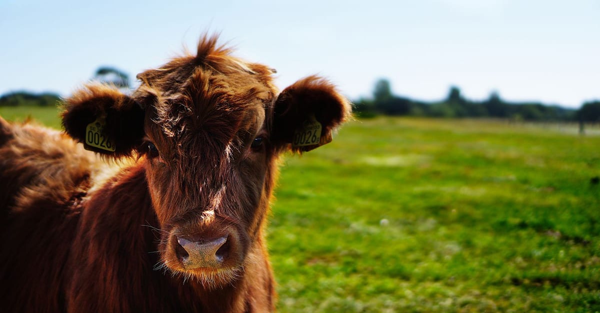 Livestock Transport and Animal Welfare Awareness